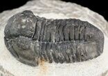 Bargain, Gerastos Trilobite Fossil - Morocco #52115-2